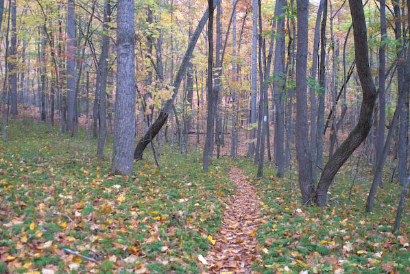 fracking, Forest Service, US Forest Service, George Washington National Forest, Marcellus shale formation, oil extraction, gas extraction, fossil fuels, Virginia