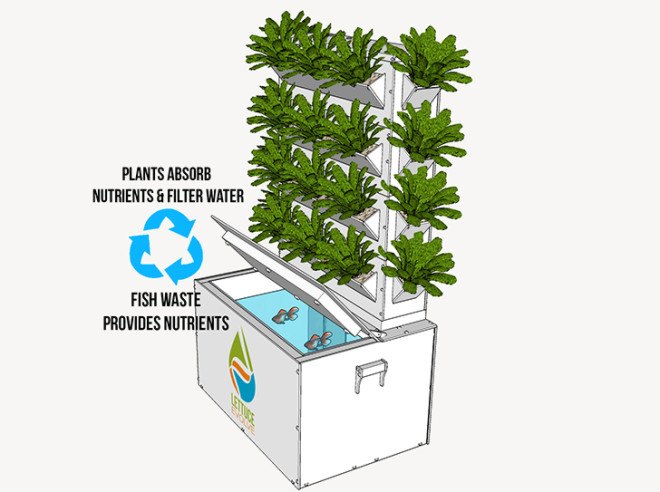 Aquaponics, Lettuce Evolve, Hydroponics, Aquaculture, Grow your own, Vertical farming, chemical free, compact garden