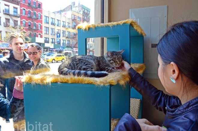 Meow Parlour, NYC's First Cat Cafe, cat cafe nyc, nyc cat cafe, cat cafes, new york cat cafe, cat cafe in new york, cool cafe new york, cats new york, Christina Ha, Emilie Legrand