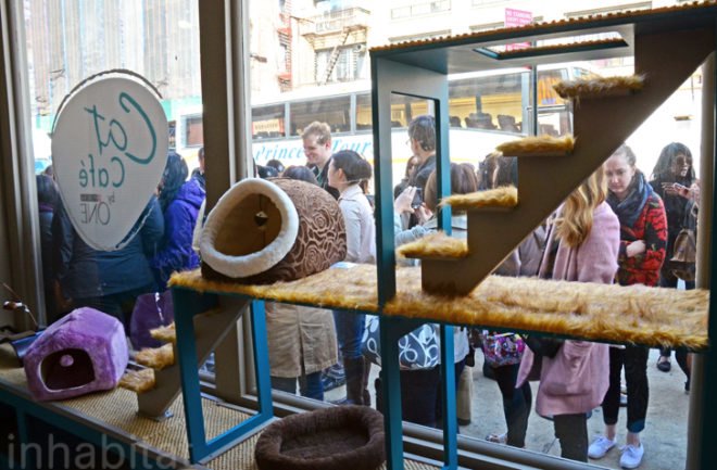 Meow Parlour, NYC's First Cat Cafe, cat cafe nyc, nyc cat cafe, cat cafes, new york cat cafe, cat cafe in new york, cool cafe new york, cats new york, Christina Ha, Emilie Legrand