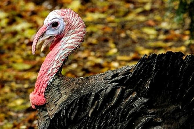 franklin the turkey, prospect park zoo, animals, thanksgiving turkey, animal rights nyc, turkeys nyc