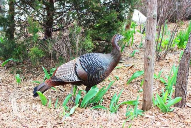 franklin the turkey, prospect park zoo, animals, thanksgiving turkey, animal rights nyc, turkeys nyc