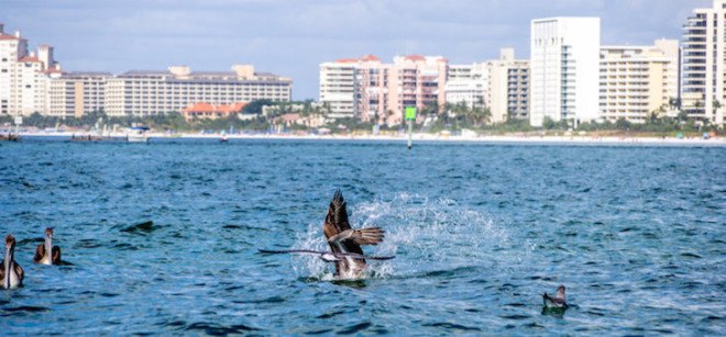 fracking, everglades, marco island, florida