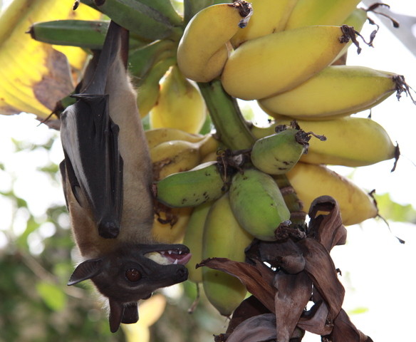 Bats, Fruit bats, African bats, Ebola, Ebola study, Ebola causes, Studying Ebola, catching Ebola, 2014 Ebola outbreak,