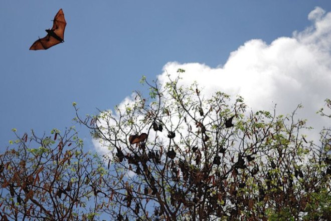 Bats, Fruit bats, African bats, Ebola, Ebola study, Ebola causes, Studying Ebola, Ebola risks