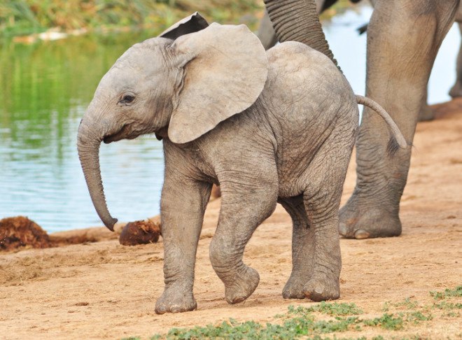 Elephant, baby elephant, elephants, baby elephants, elephant swim, baby elephant swim, baby elephant ocean, baby elephant sea, elephant conservation, ocean, ocean swim, baby animal video, baby elephant video, elephant video