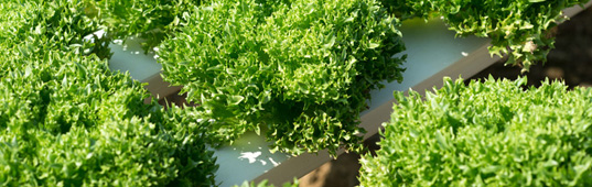 best DIY posts, best of inhabitat, best DIY stories of 2014, DIY, DIY posts, DIY stories, DIY stories of 2014, aquaponics, backyard aquaponics, home aquaponics