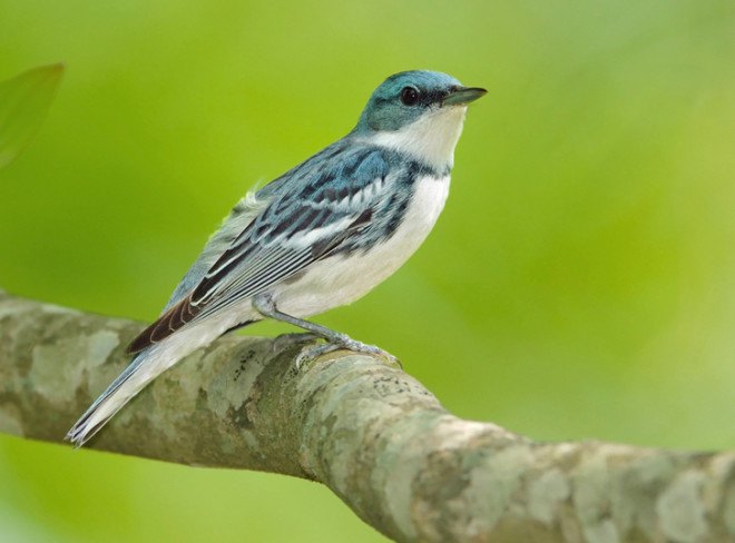 bird, birds, save the birds, bird-friendly, bird conservation