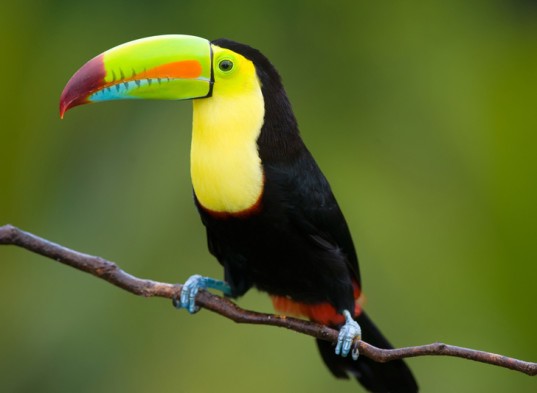 Costa Rica Toucan