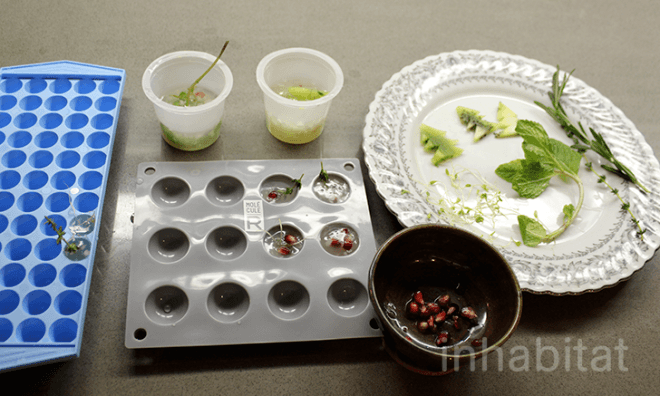 edible terrarium, terrariums, edible slow globe, diy snow globe, holiday desserts, unique dessert, cool dessert, diy snow globe, inhabitat diy, yuka yoneda, how to make an edible terrarium