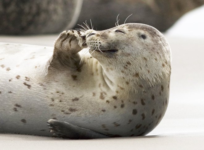 Seal, seal, seals, seal pups, Seals, grey seals, gray seals, grey seal, gray seal