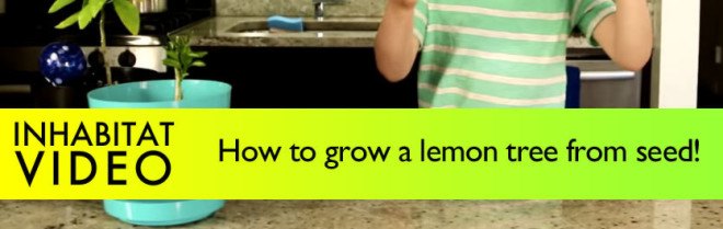 how to grow a lemon tree, grow a lemon tree from seed, DIY lemon tree, indoor lemon tree, how to