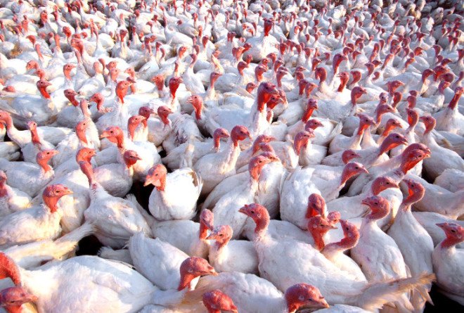 pig, cow, turkey, petition, raptopamine, factory farming, animal feed, livestock, agriculture, animal cruelty, public health, Change org, drugs, growth accelerator, food production, farming, animal husbandry, Smithfield, meat, meat production