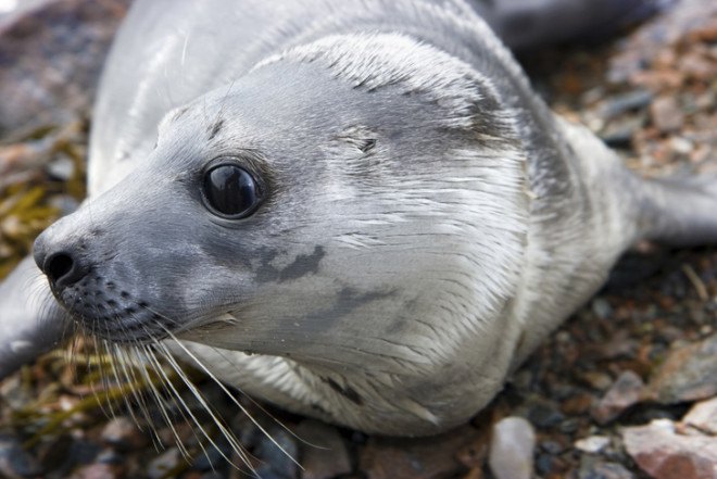 Seal, seal, seals, seal pups, Seals, grey seals, gray seals, grey seal, gray seal