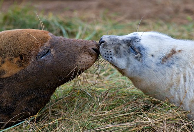 Seal, seal, seals, seal pups, Seals, grey seals, gray seals, grey seal, gray seal