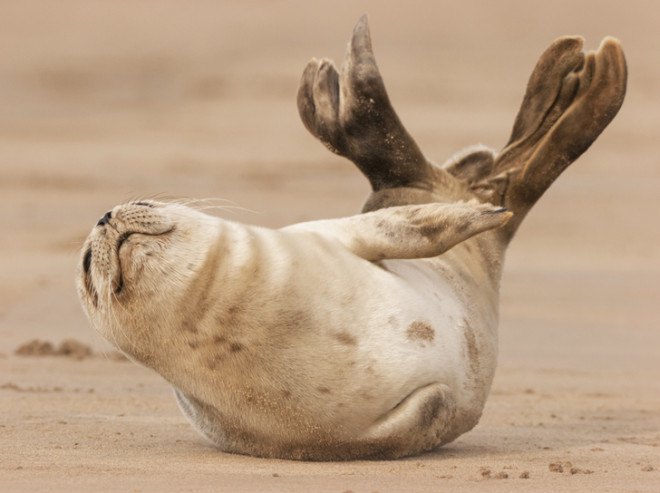 Seal, seal, seals, seal pups, Seals, grey seals, gray seals, grey seal, gray seal