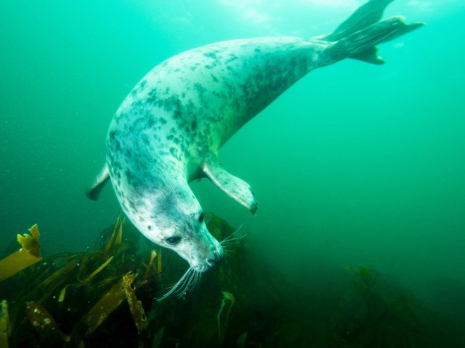 Seal, seal, seals, seal pups, Seals, grey seals, gray seals, grey seal, gray seal