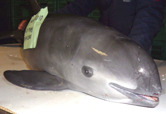 vaquita, cetacean, porpoise, desert porpoise, dolphins, whales, critically endangered animals, illegal wildlife trade, gillnetting, bycatch, extinction, IUCN, IUCN Red List, Mexico, Gulf of California, smuggling, marine mammals, sea creatures, illegal fisheries, illegal fishing, prawn, shrimp, rarest cetacean will be extinct by 2018, Phocoena sinus,