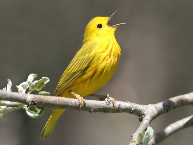 bird, birds, save the birds, bird-friendly, bird conservation
