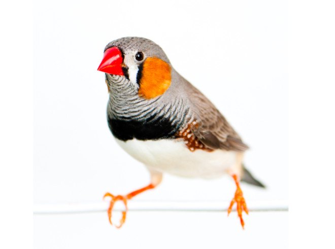 Drunk birds, intoxicated birds, inebriated birds, drunken birds, drunk birds singing, finches, zebra finches, zebra finch, drunk finches