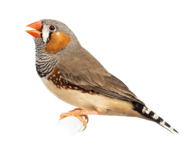 Drunk birds, intoxicated birds, inebriated birds, drunken birds, drunk birds singing, finches, zebra finches, zebra finch, drunk finches