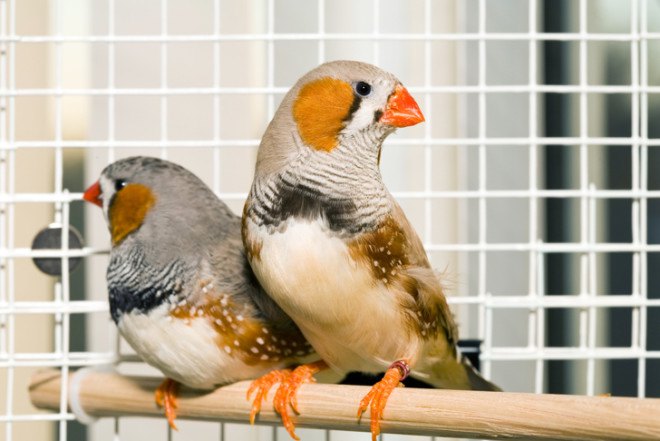 Drunk birds, intoxicated birds, inebriated birds, drunken birds, drunk birds singing, finches, zebra finches, zebra finch, drunk finches