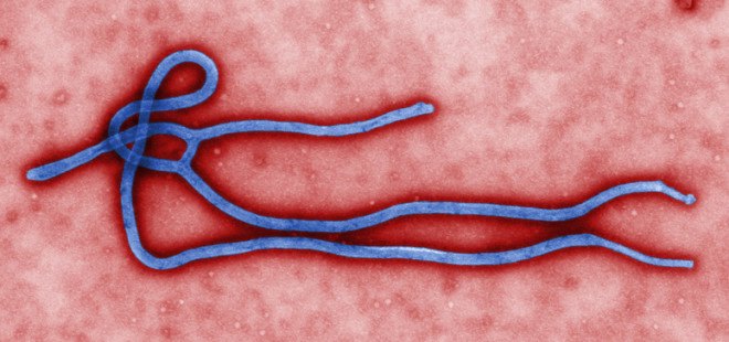 ebola, ebola studies, bat, bats, bats and ebola, ebola research, West Africa, west africa bats, ebola prevention, ebola causes