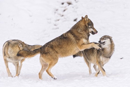 Research Reveals That Culling Wolves Is Actually Bad For Livestock Inhabitat Green Design 