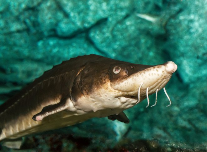 Endangered sea life, ocean life, river organisms, cooling systems, Fish and Wildlife Service, National Marine Fisheries Service, Waterkeeper Alliance, Atlantic sturgeon, sturgeon