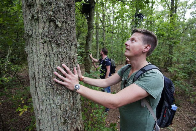 Boom Boom, Studio Toer, The Great Wide Open music festival, tree, soundscapes, Boom Boom project, Vlieland, Netherlands, interactive art installation, interactive forest, art installation