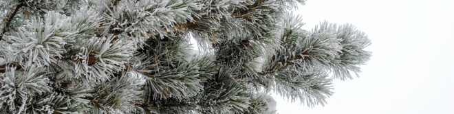 Recycled tree, Christmas Tree, christmas tree, holiday tree, holiday trees, xmas tree, xmas trees, evergreen tree, evergreen trees, recycled xmas trees, how to recycle your christmas tree, treecycle, treecycling, mulch, xmas tree mulch, christmas tree mulch, live tree, live-cut tree, fir, Noble Fir, pine, spruce, grow your own tree, xmas tree to be, tree rental, borrow a tree, recycling christmas trees