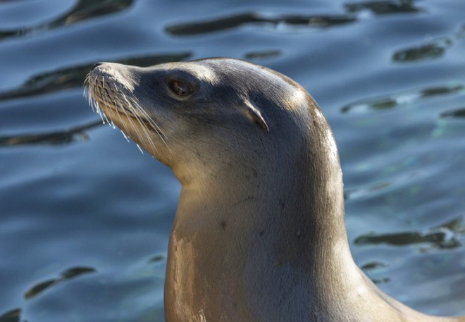 Endangered sea life, ocean life, river organisms, cooling systems, Fish and Wildlife Service, National Marine Fisheries Service, Waterkeeper Alliance, sea, Florida seal