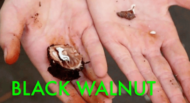 black walnut, wild walnuts, foraging, foraging in nyc, foraging in brooklyn, wildman steve brill, edible plants, urban foraging