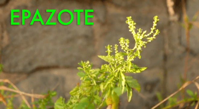 epazote, medicinal herbs, foraging, foraging in nyc, foraging in brooklyn, wildman steve brill, edible plants, urban foraging