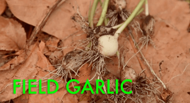 field garlic, wild garlic, foraging, foraging in nyc, foraging in brooklyn, wildman steve brill, edible plants, urban foraging