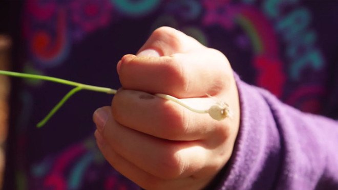 field garlic, wild garlic, foraging, foraging in nyc, foraging in brooklyn, wildman steve brill, edible plants, urban foraging