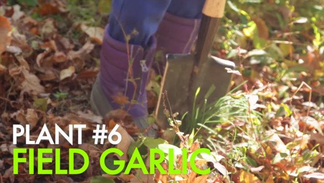 foraging in brooklyn, urban foraging, Wildman Steve Brill, Violet Brill, Foraging for edible plants