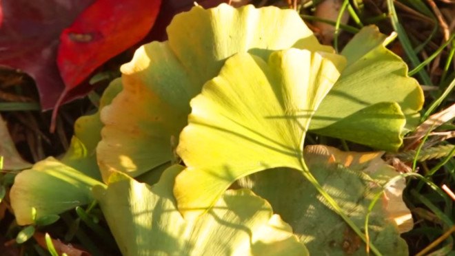 Ginkgo Tree Leaves In Autumn, Ginkgo Biloba, Ginkgo Leaves, foraging in brooklyn, urban foraging, Wildman Steve Brill, Violet Brill, Foraging for edible plants