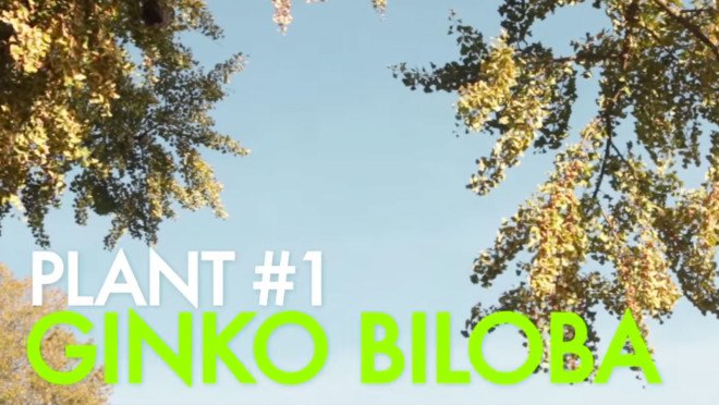 Ginkgo Trees in Autumn, Ginko Trees, Ginko, Gingko Biloba, Ginko Biloba, Ginkgo, foraging in brooklyn, urban foraging, Wildman Steve Brill, Violet Brill, Foraging for edible plants