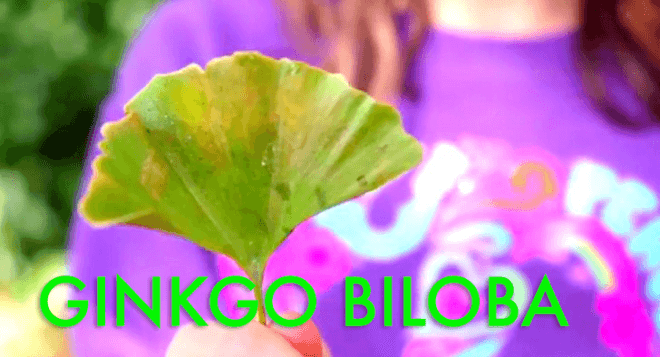 ginkgo biloba, ginkgo nut, foraging, foraging in nyc, foraging in brooklyn, wildman steve brill, edible plants, urban foraging