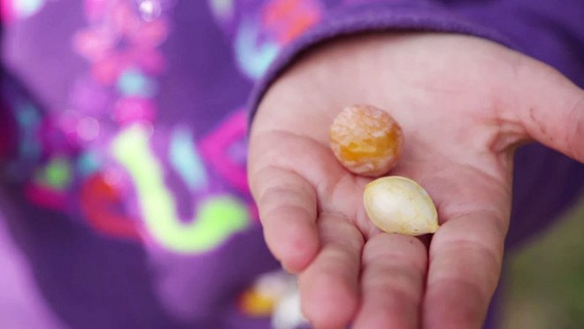 ginko nut, ginko biloba, foraging, foraging in nyc, foraging in brooklyn, wildman steve brill, edible plants, urban foraging