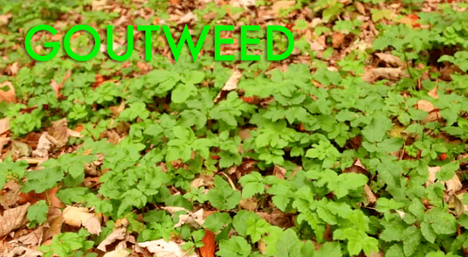 goutweed, foraging, foraging in nyc, foraging in brooklyn, wildman steve brill, edible plants, urban foraging