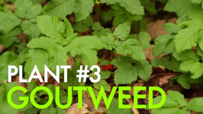 Foraging for Goutweed, Goutweed, wildman steve brill, steve brill, wildman steve brill brooklyn, foraging, foraging in nyc, foraging in brooklyn, wildman steve brill, edible plants, urban foraging