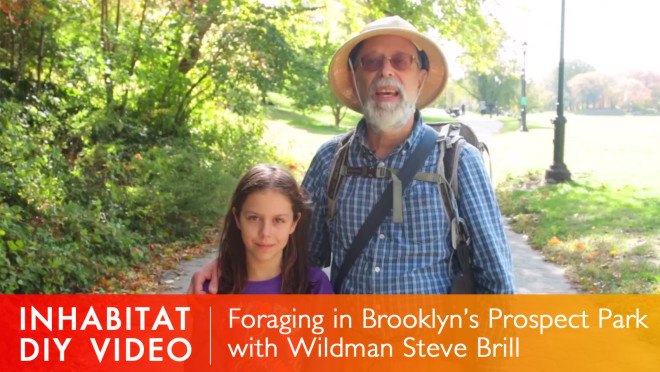 foraging in brooklyn, urban foraging, Wildman Steve Brill, Violet Brill, Foraging for edible plants