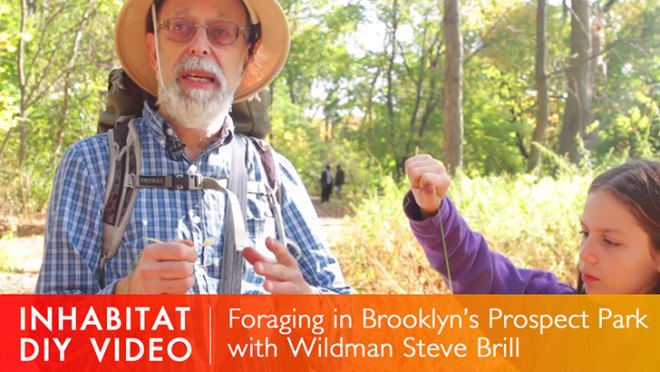 wildman steve brill, steve brill, wildman steve brill brooklyn, foraging, foraging in nyc, foraging in brooklyn, wildman steve brill, edible plants, urban foraging