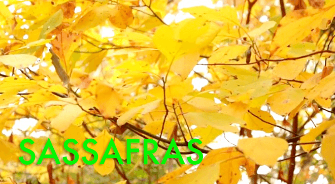 sassafras, foraging, foraging in nyc, foraging in brooklyn, wildman steve brill, edible plants, urban foraging