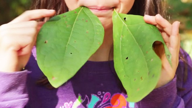 sassafras, sassafras leaves, foraging, foraging in nyc, foraging in brooklyn, wildman steve brill, edible plants, urban foraging