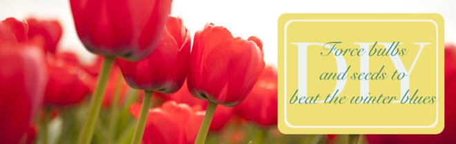 Forced flower bulbs, flower bulbs, flower seeds, flowers in winter, growing flowers indoors
