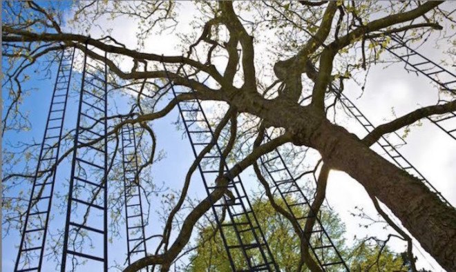 art, art installation, art display, trees, ladders, French, France, park, outdoor art, outdoor spaces, outdoors, L’arbre aux échelles, Francois Mechain