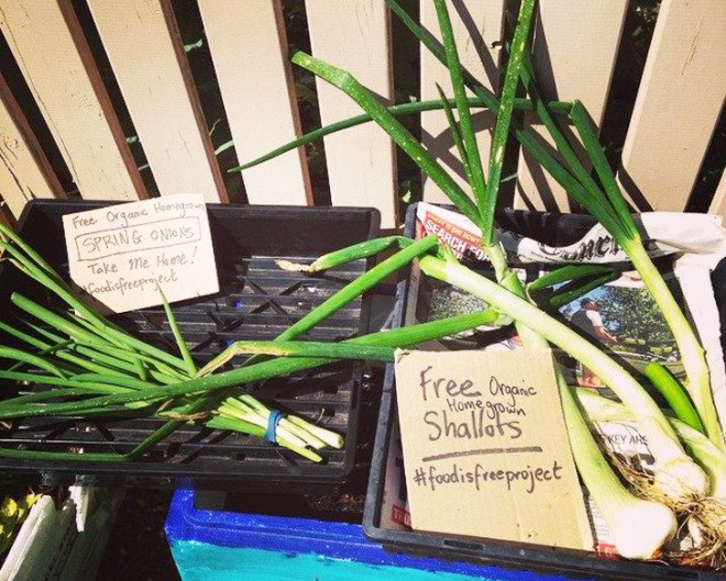 Food is Free Project, food is free, Food is Free, community, community garden, urban farming, urban farm, vegetables, vegetable garden, urban vegetable garden, vegetable seeds, seeds, seed sharing, seed swapping, sharing food,